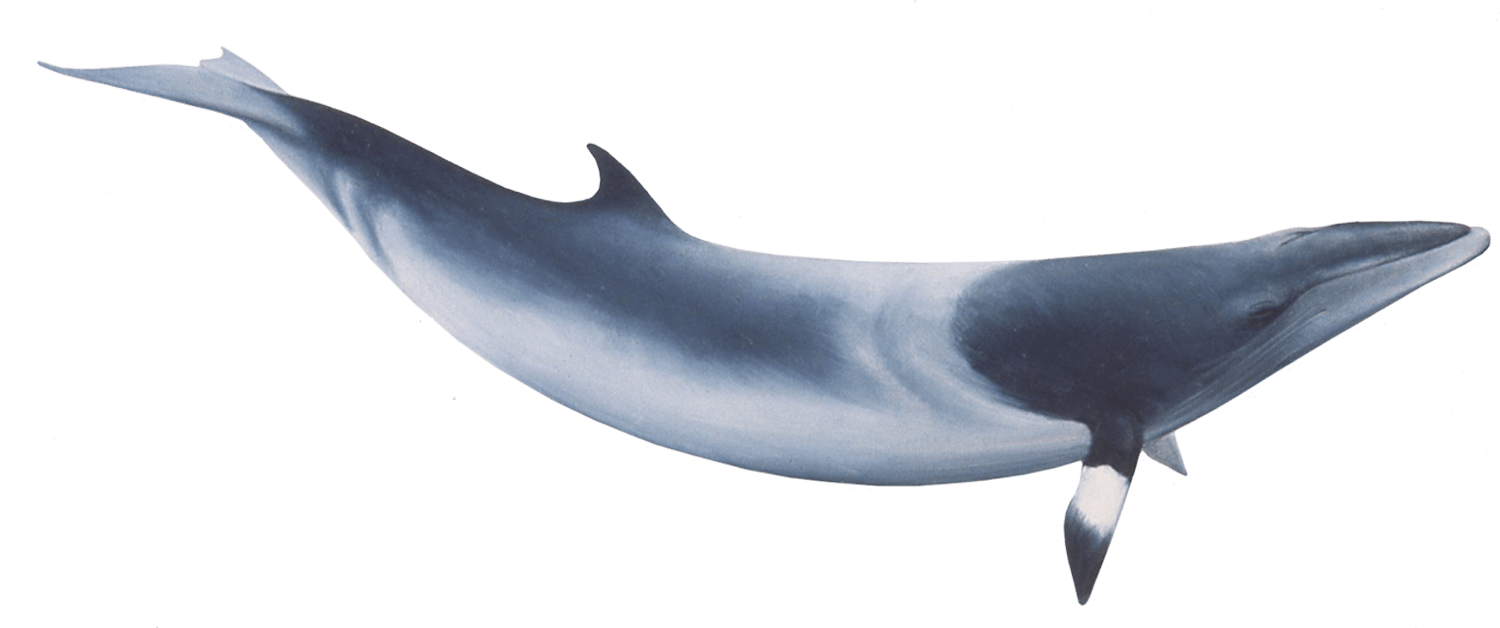 Bowhead Whales Png Free Download (gray)