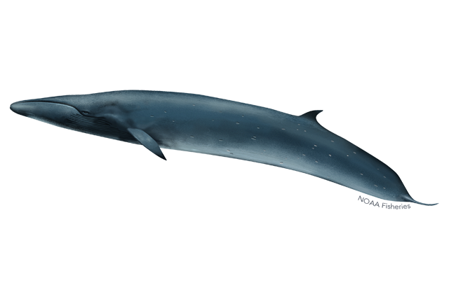 Bowhead Whales Png Hd (white, lavender, silver, gray)