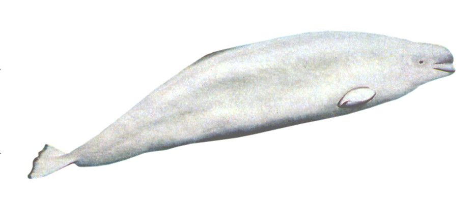 Bowhead Whales Png Image (beige, black)