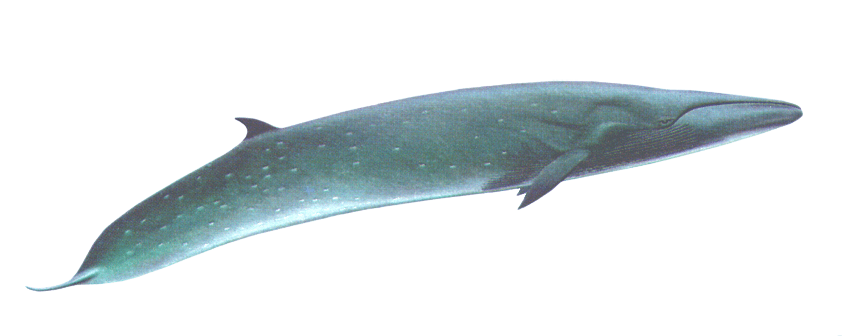 Bowhead Whales Png Isolated Image (gray)