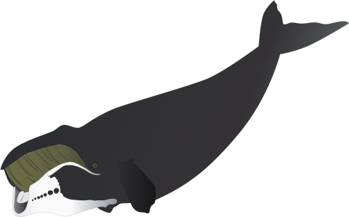 Bowhead Whales Png Isolated Photo (black)