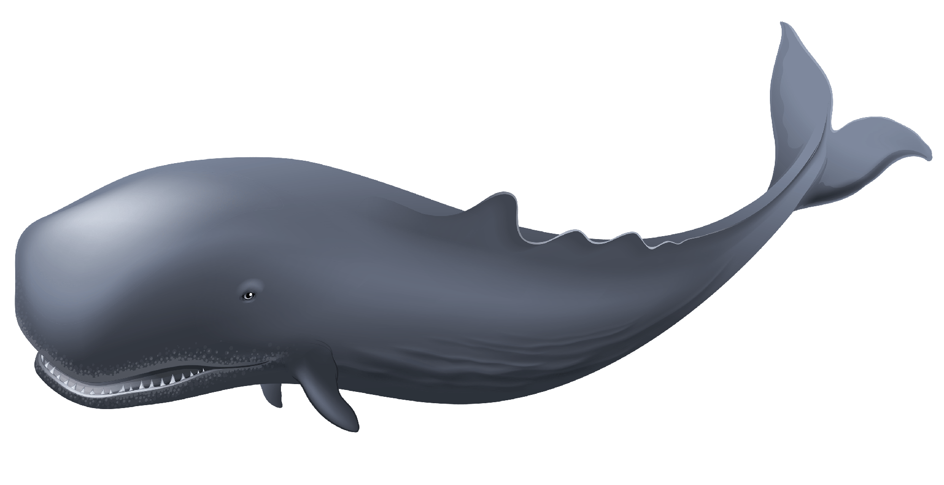 Bowhead Whales Png Photos (gray, indigo)