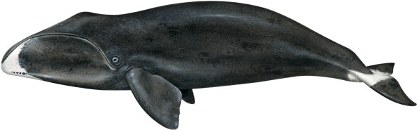 Bowhead Whales Transparent Png (black)