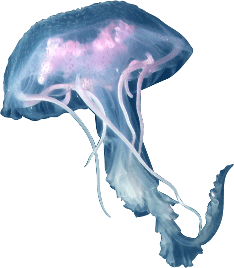 Box Jellyfish Png Clipart (teal, navy, black)