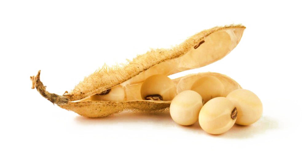 Soybeans Download Png Image (white)