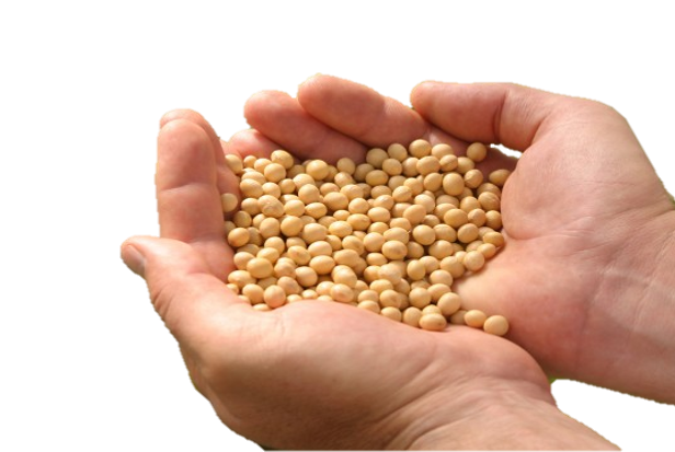 Soybeans Png Isolated Photo (black, salmon, maroon, olive)