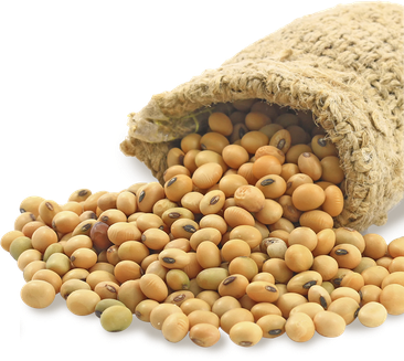 Soybeans Png Pic (black, pink, gray)