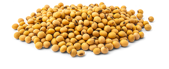 Soybeans Png Transparent (black, silver, lavender, white)