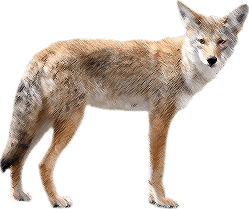 Coyote Png Free Download (gray)