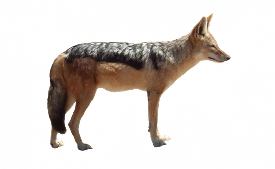 Coyote Png Isolated Pic (gray, black, maroon)