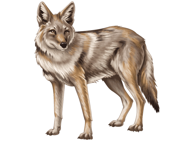 Coyote Transparent Png (gray, black, pink, silver)