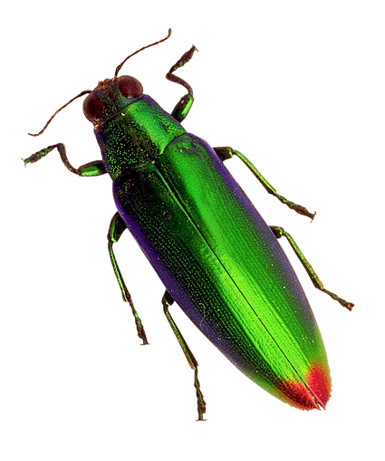 Spanish Fly Beetle Transparent Png (black)