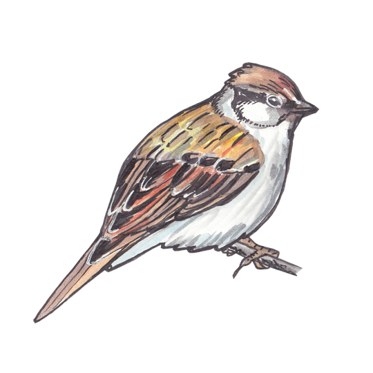 Sparrow Png Clipart (white, lavender, black)