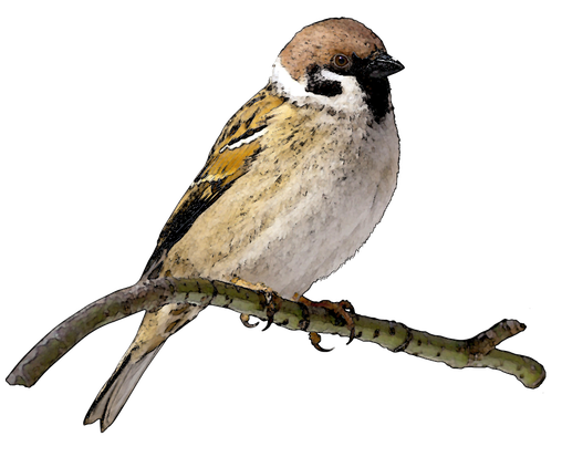 Sparrow Png File (white, black)