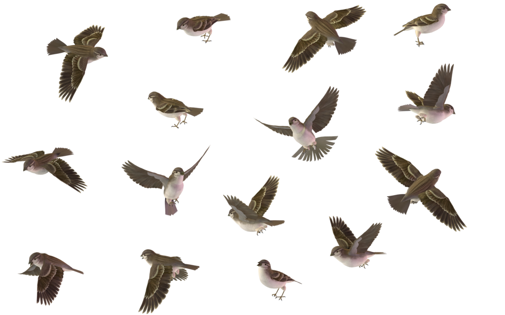 Sparrow Png Image (black)