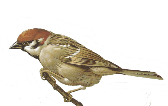 Sparrow Png Photo (black)