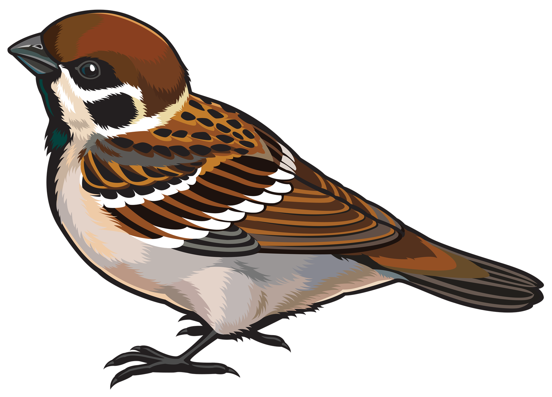 Sparrow Png Photos (white, maroon, black, pink, silver)