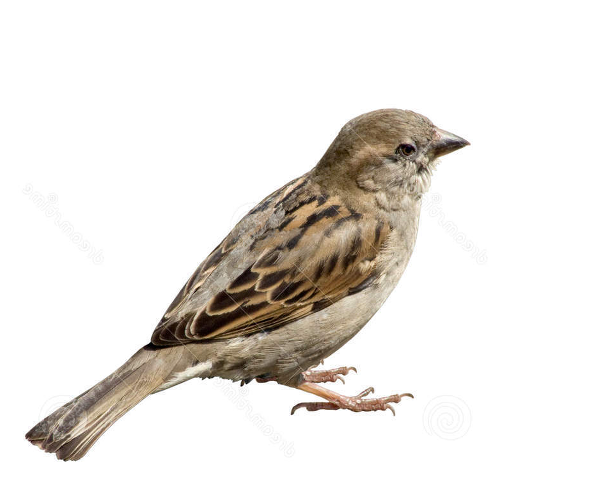 Sparrow Png Picture (maroon, black)