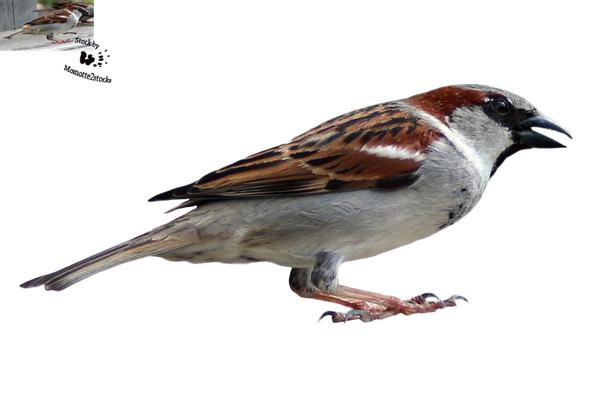 Sparrow Png Transparent Image (black)