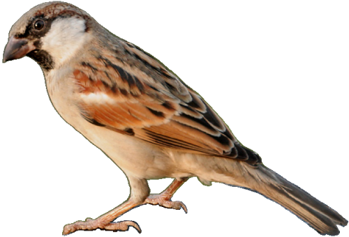 Sparrow Png Transparent (white, lavender)