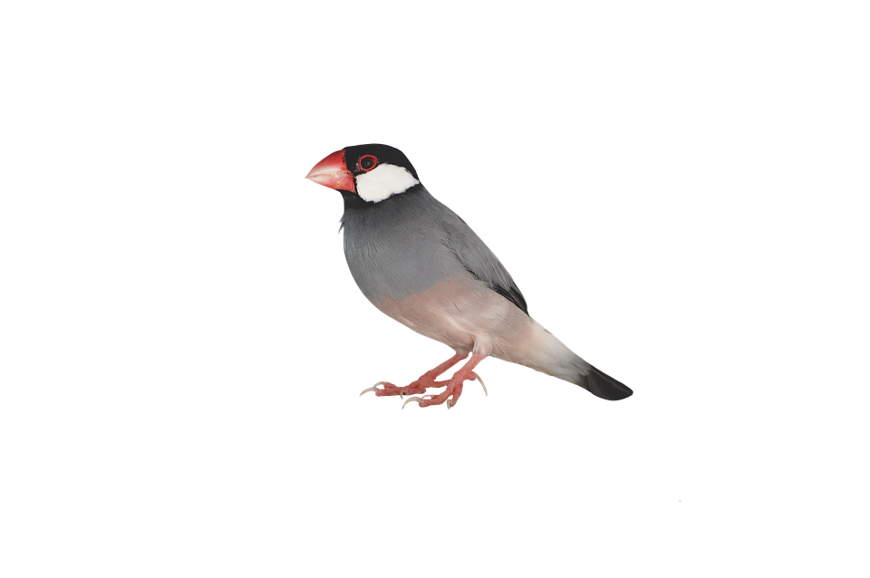 Sparrow Transparent Background (gray, black)