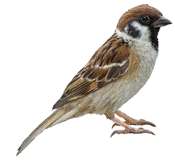 Sparrow Transparent Images Png (white, lavender, silver)