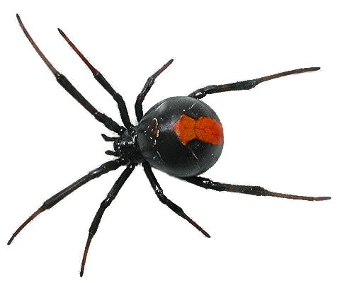 Spider Free Download Png (gray, white, black, lavender, silver)