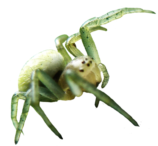 Spider Png Image (black)