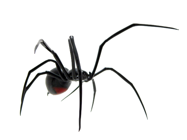 Spider Png Image (black, lavender, white)