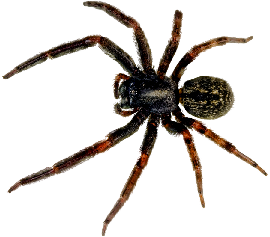 Spider Png Picture (black)