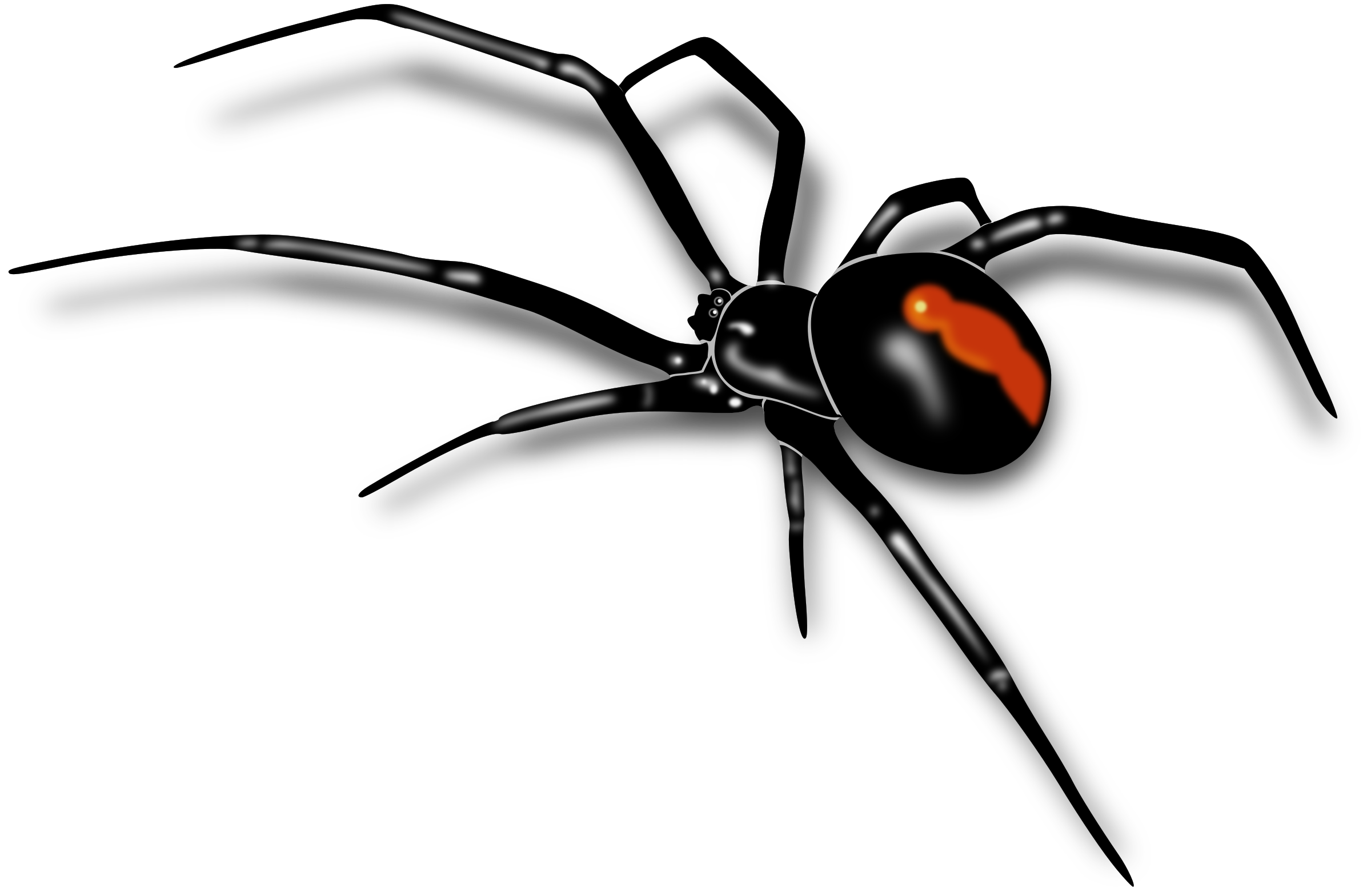 Spider Png (black)