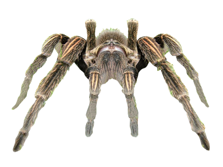 Spider Transparent Background (black)