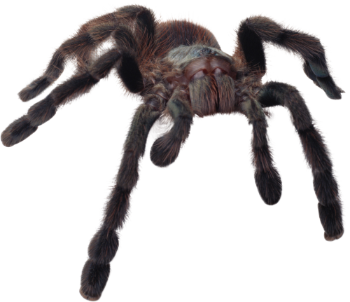 Spider Transparent Png (black)