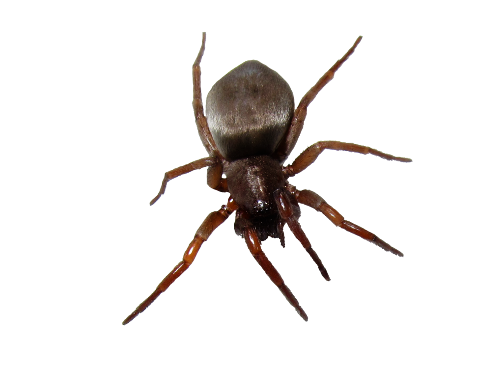 Spider With White Bottom Png (black)