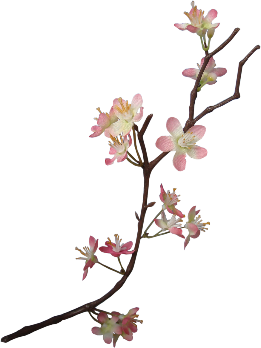 Apple Blossom Flower Png (black)