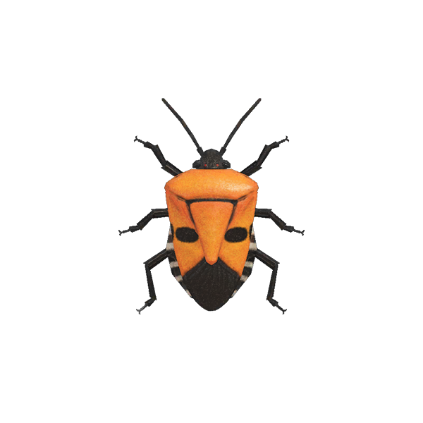 Spring Bugs Png Image (black)