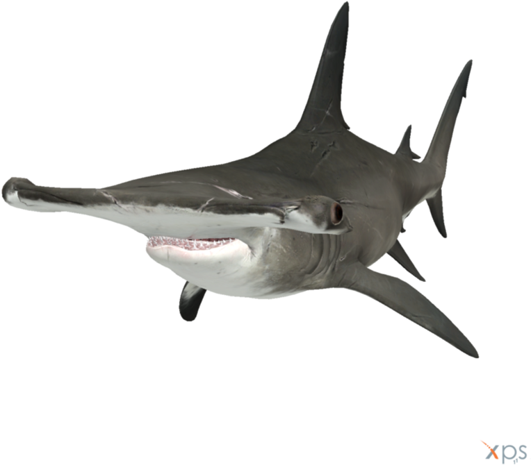 Aquatic Real Shark Transparent Png (black, gray, silver)