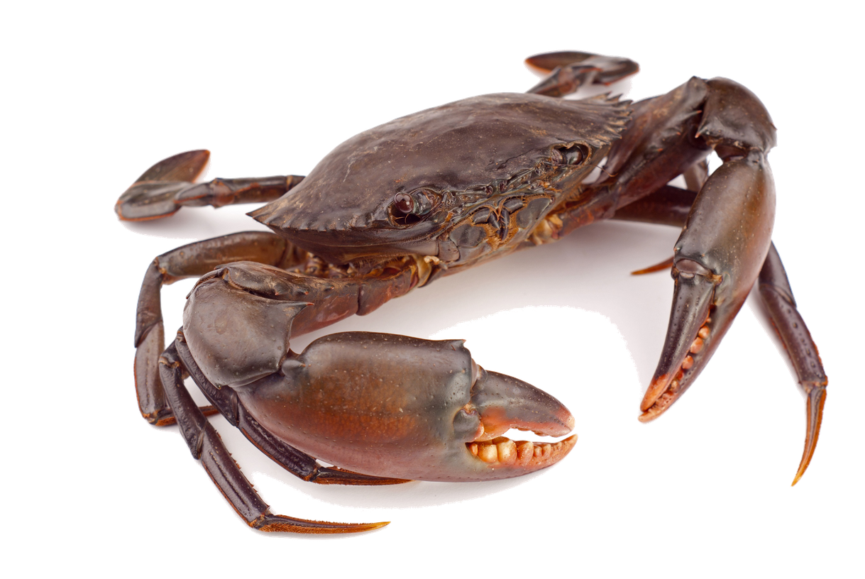 Crab Png Clipart (gray, beige, black)