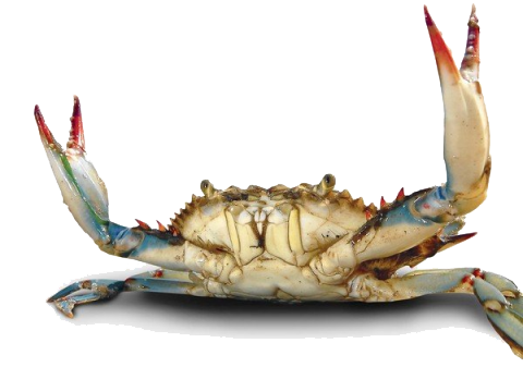 Crab Png File (lavender, gray, white, black, silver)