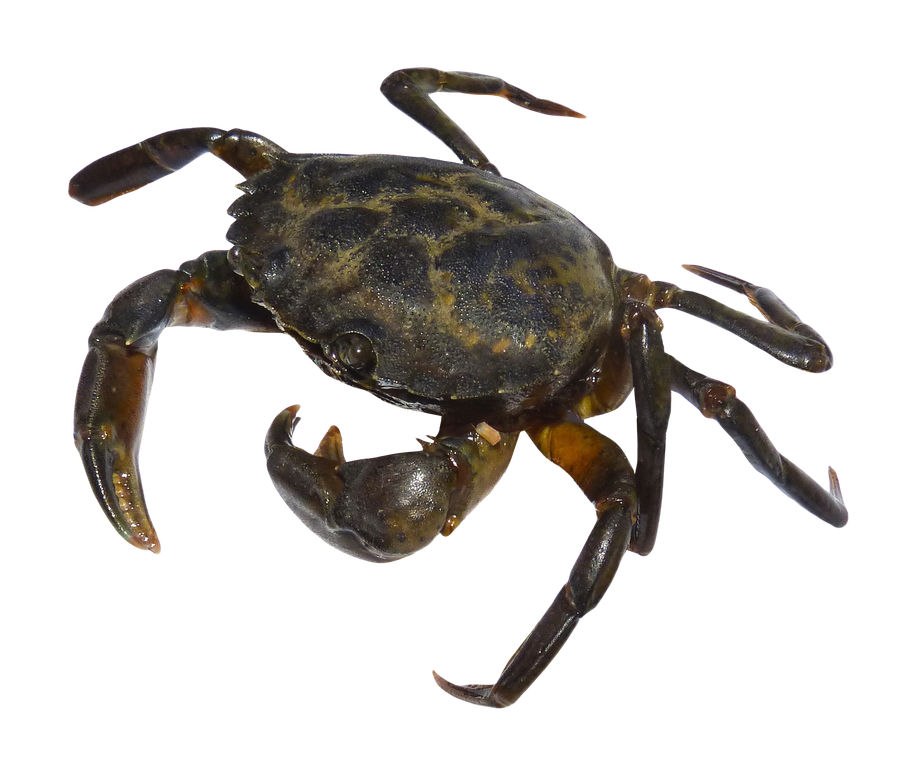 Crab Png Free Download (black)