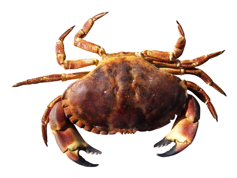 Crab Png Hd (black)