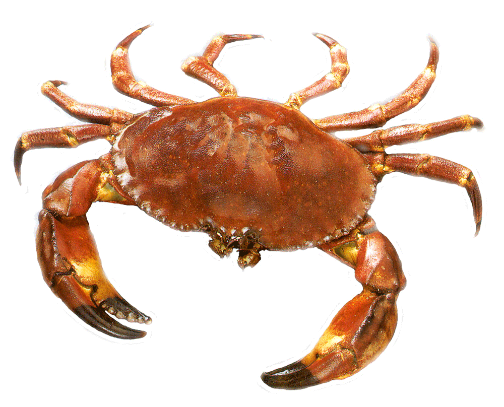 Crab Png Image (white)