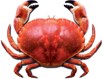 Crab Png Photo (black)