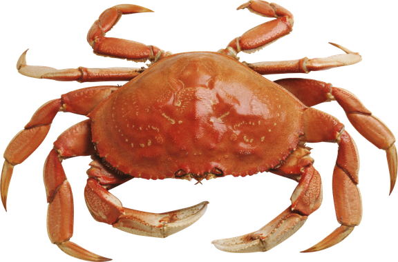 Crab Png Photos (black)