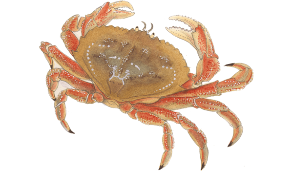 Crab Png Pic (gray, black, white)