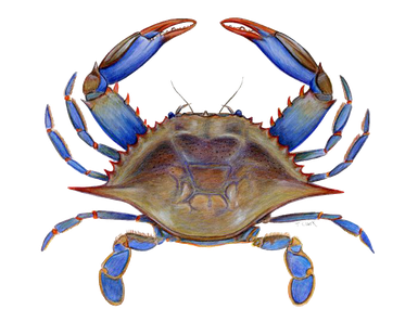 Crab Png Picture (black)