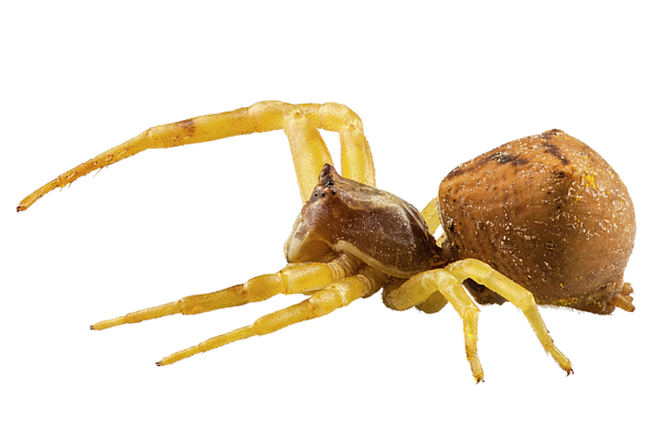 Crab Spiders Png Image (black, maroon)