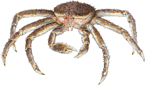 Crab Spiders Png Isolated Photo (black)