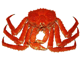 Crab Spiders Png Picture (black, maroon)