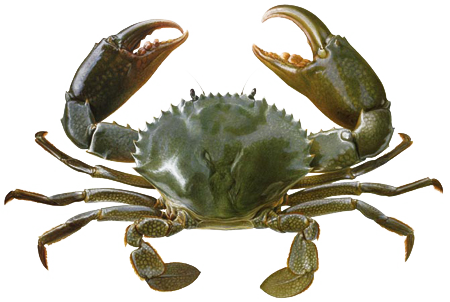 Crab Transparent Background (white)